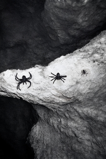 ARAÑA