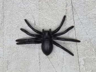 ARAÑA