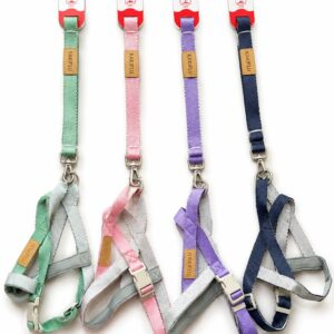 ARNES MASCOTA